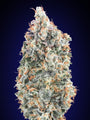Blueberry Fast (00 Seeds) feminisiert