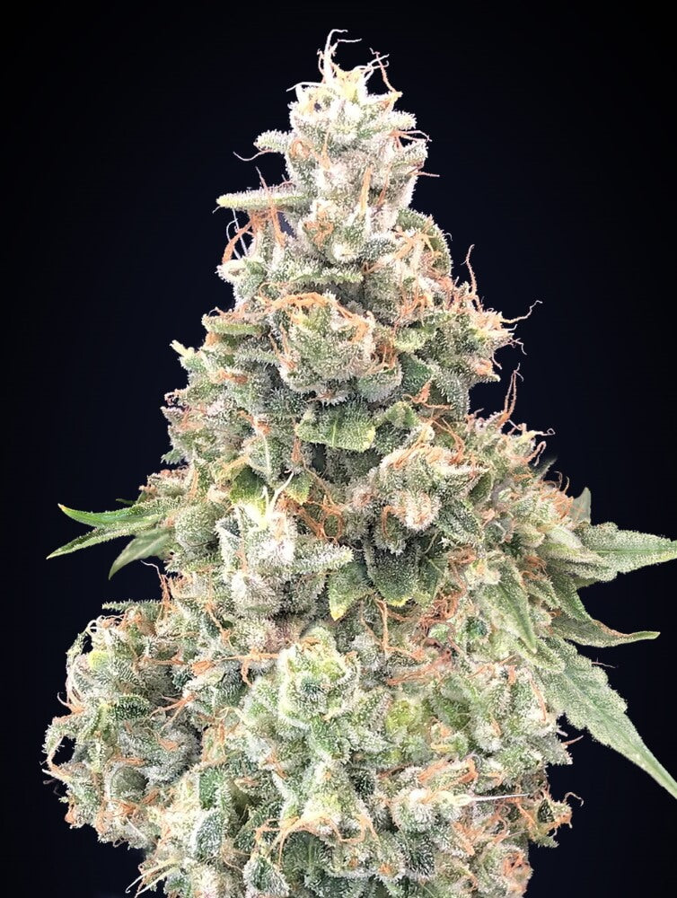 California Kush Fast (00 Seeds) feminisiert Cannabis Samen von 00 Seeds