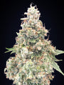 California Kush Fast (00 Seeds) feminisiert