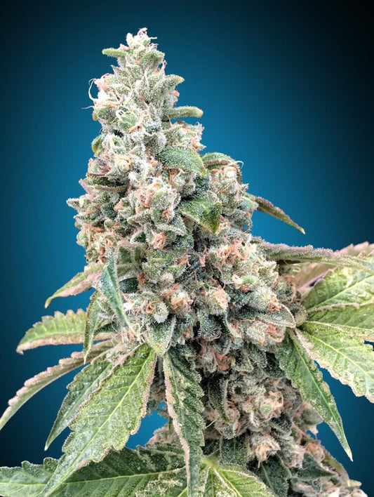 Harlequin CBD (00 Seeds) feminisiert Cannabis Samen von 00 Seeds