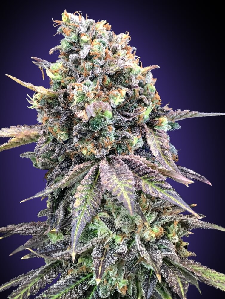 Purple Punch (00 Seeds) feminisiert Cannabis Samen von 00 Seeds