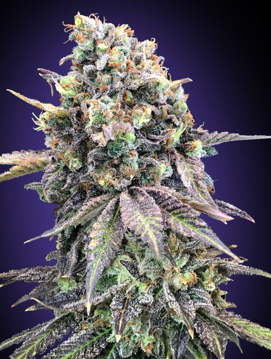 Purple Punch (00 Seeds) feminisiert Cannabis Samen von 00 Seeds