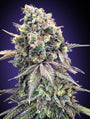 Purple Punch (00 Seeds) feminisiert