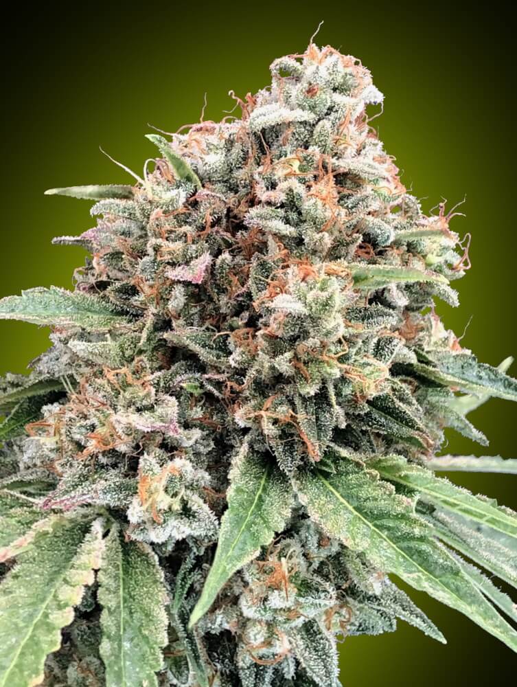 Sweet Critical 2.0 (00 Seeds) feminisiert Cannabis Samen von 00 Seeds
