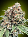 Sweet Critical 2.0 (00 Seeds) feminisiert
