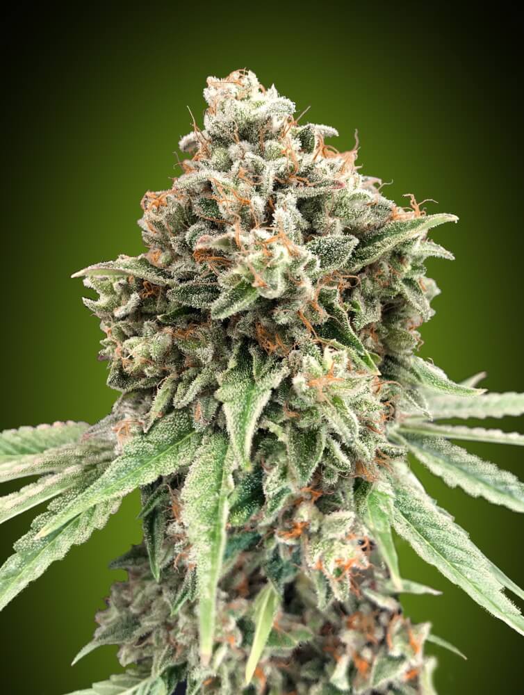 Sweet Critical FAST (00 Seeds) feminisiert Cannabis Samen von 00 Seeds