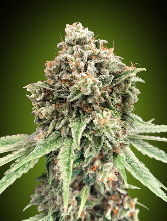 Sweet Critical FAST (00 Seeds) feminisiert Cannabis Samen von 00 Seeds