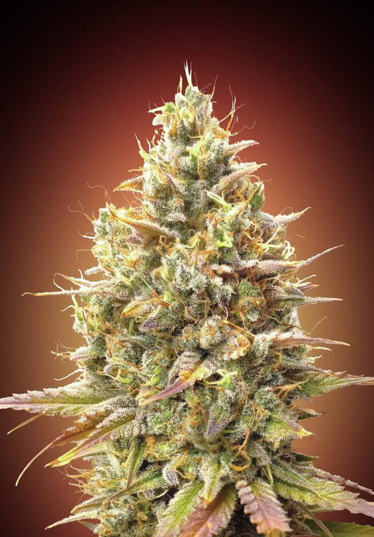 Strawberry Banana Auto (Advanced Seeds) autoflowering Cannabis Samen von Advanced Seeds