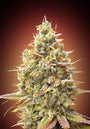 Strawberry Banana Auto (Advanced Seeds) autoflowering