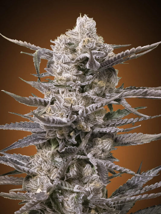 Watermelon OG (Advanced Seeds) feminisiert Cannabis Samen von Advanced Seeds