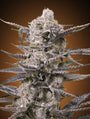 Watermelon OG (Advanced Seeds) feminisiert