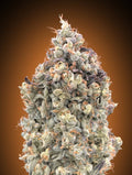 Watermelon OG Auto (Advanced Seeds) autoflowering Cannabis Samen von Advanced Seeds