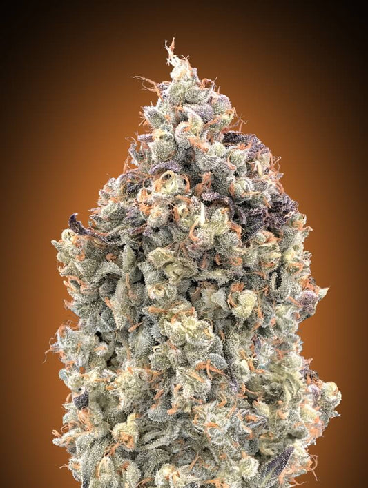 Watermelon OG Auto (Advanced Seeds) autoflowering Cannabis Samen von Advanced Seeds