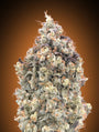 Watermelon OG Auto (Advanced Seeds) autoflowering