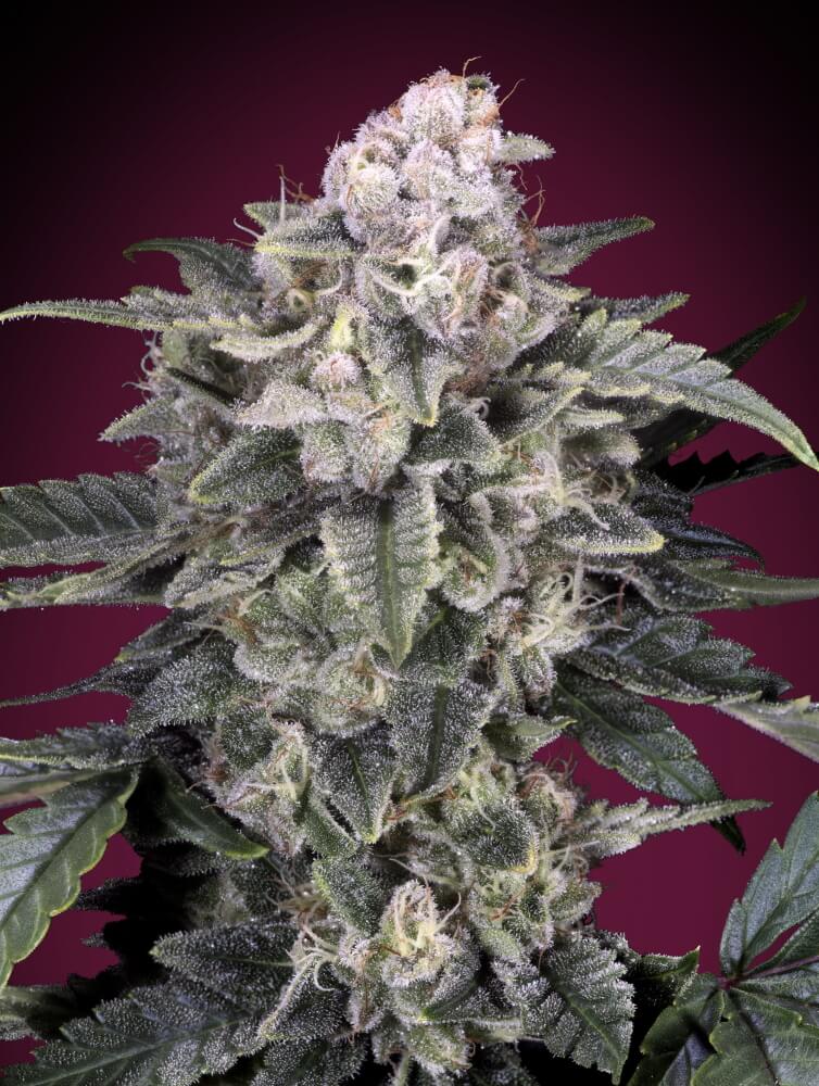 Slurricane (Advanced Seeds) feminisiert Cannabis Samen von Advanced Seeds