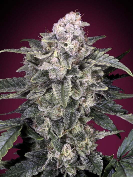 Slurricane (Advanced Seeds) feminisiert Cannabis Samen von Advanced Seeds