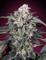 Slurricane (Advanced Seeds) feminisiert