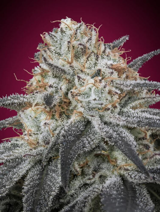 Slurricane Auto (Advanced Seeds) autoflowering Cannabis Samen von Advanced Seeds
