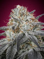 Slurricane Auto (Advanced Seeds) autoflowering