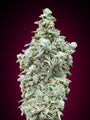 Cherry Pie Auto (Advanced Seeds) autoflowering