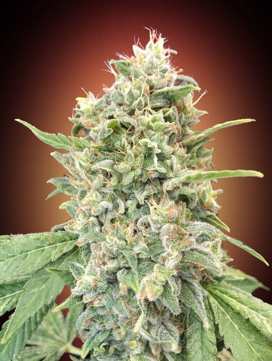 Strawberry Banana (Advanced Seeds) feminisiert Cannabis Samen von Advanced Seeds