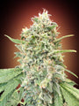 Strawberry Banana (Advanced Seeds) feminisiert