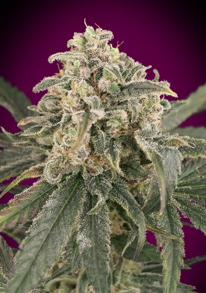 Amnesia XXL Auto (Advanced Seeds) autoflowering Cannabis Samen von Advanced Seeds