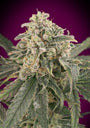 Amnesia XXL Auto (Advanced Seeds) autoflowering