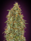 Zkittlez Fast (Advanced Seeds) feminisiert Cannabis Samen von Advanced Seeds