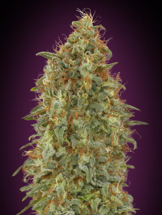 Zkittlez Fast (Advanced Seeds) feminisiert Cannabis Samen von Advanced Seeds