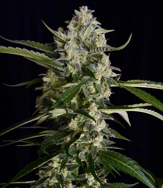 Seriosa (Serious Seeds) feminisiert Cannabis Samen von Serious Seeds