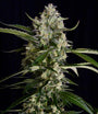 Seriosa (Serious Seeds) feminisiert