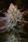 Seriotica (Serious Seeds) feminisiert
