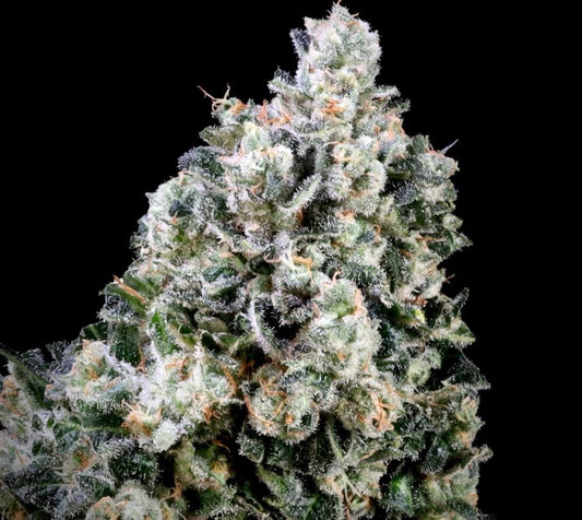 Papaya Bomb x Cotton Candy Fast (Atlas Seed) feminisiert Cannabis Samen von Atlas Seed