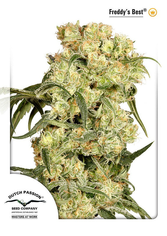 Freddy's Best (Dutch Passion) feminisiert Cannabis Samen von Dutch Passion