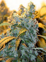 Chronic (Serious Seeds) feminisiert