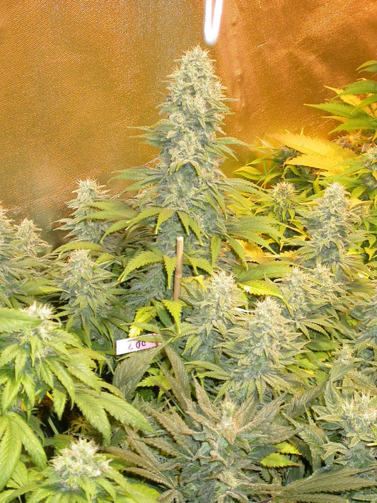 Double Dutch (Serious Seeds) feminisiert Cannabis Samen von Serious Seeds