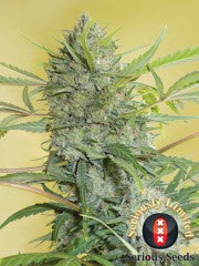 Serious Happiness (Serious Seeds) feminisiert Cannabis Samen von Serious Seeds