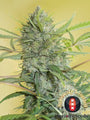 Serious Happiness (Serious Seeds) feminisiert