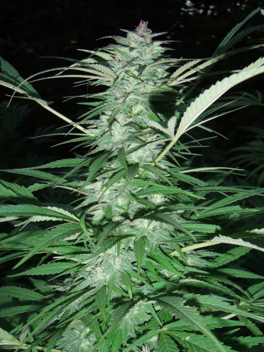 Serious 6 (Serious Seeds) feminisiert Cannabis Samen von Serious Seeds