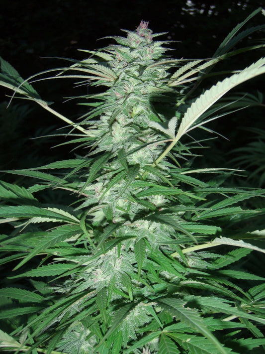 Serious 6 (Serious Seeds) feminisiert Cannabis Samen von Serious Seeds