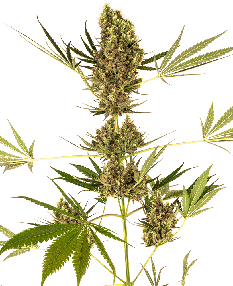 Alpine Delight CBD 30:1 Auto (Sensi Seeds) Cannabis Samen von Sensi Seeds