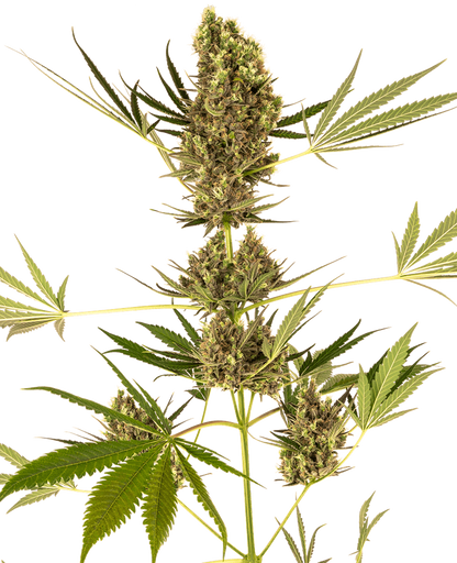 Alpine Delight CBD 30:1 Auto (Sensi Seeds) Cannabis Samen von Sensi Seeds
