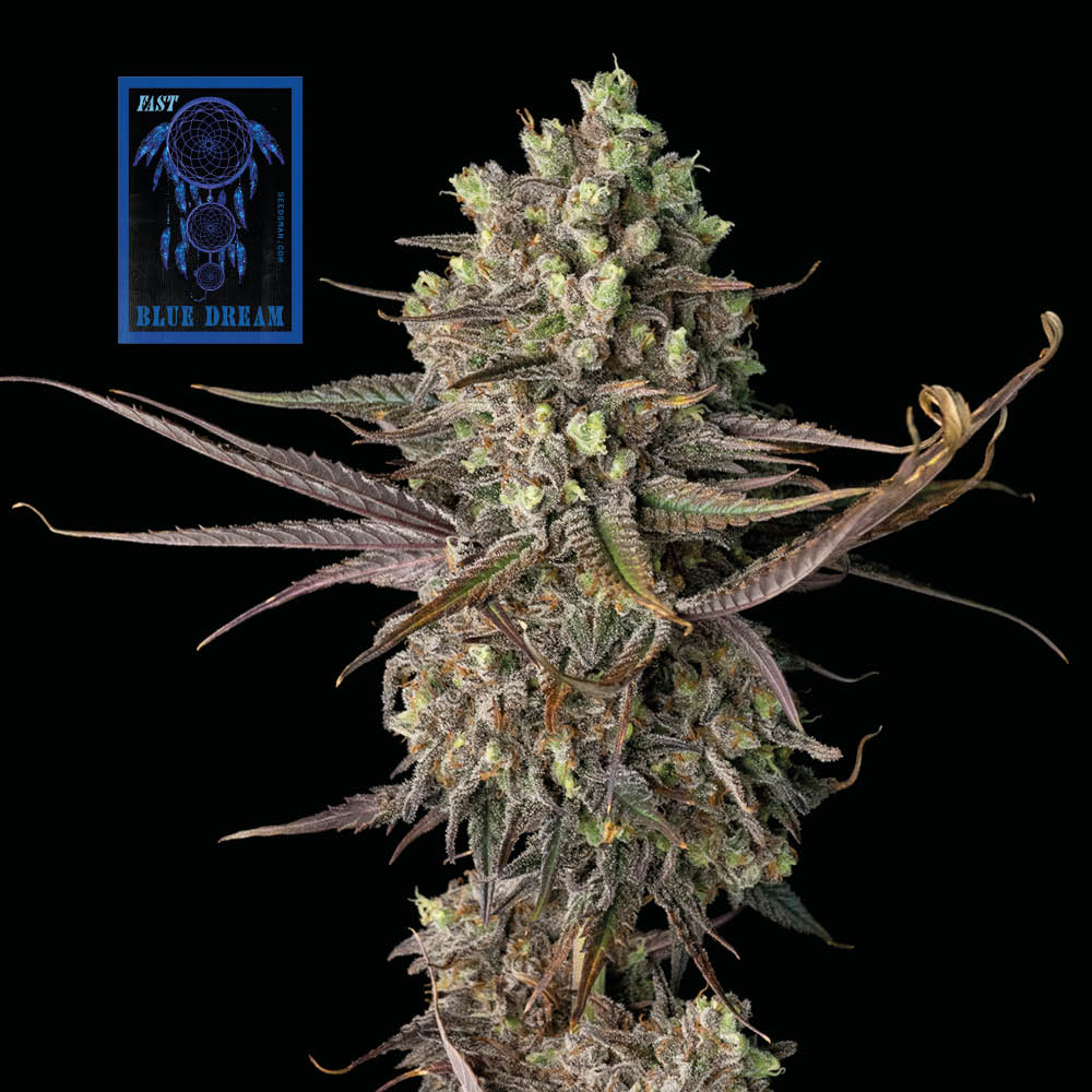 Blue Dream Fast (Seedsman) feminisiert Cannabis Samen von Seedsman
