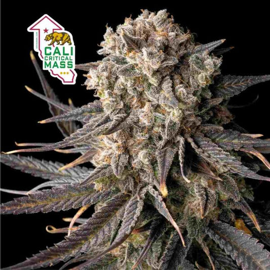 Cali Critical Mass (Seedsman) feminisiert Cannabis Samen von Seedsman