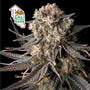 Cali Critical Mass (Seedsman) Feminized
