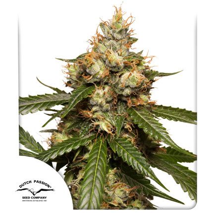 THC-Victory Auto (Dutch Passion)