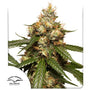 THC-Victory Auto (Dutch Passion)