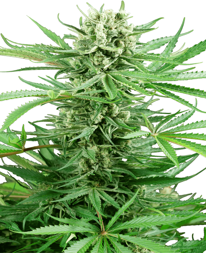 Papi Chulo OG (Sensi Seeds) feminisiert Cannabis Samen von Sensi Seeds