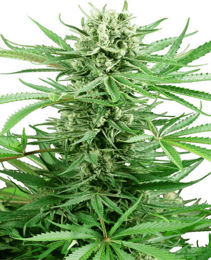 Papi Chulo OG (Sensi Seeds) feminisiert Cannabis Samen von Sensi Seeds